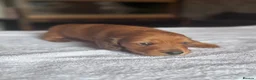 Miniature Dachshund dogs for sale: Beautiful long hairs mini dachunds  - Advert 13