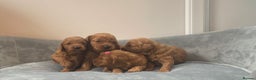 Miniature Poodle dogs for stud: Stunning health tested KC Miniature Poodle in Cannock - Advert 12