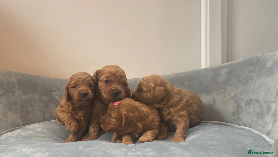 Miniature Poodle dogs for stud: Stunning health tested KC Miniature Poodle in Cannock - Advert 12