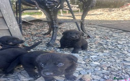 Labrador Retriever dogs for sale: Incredible repeat mating  - Image 19