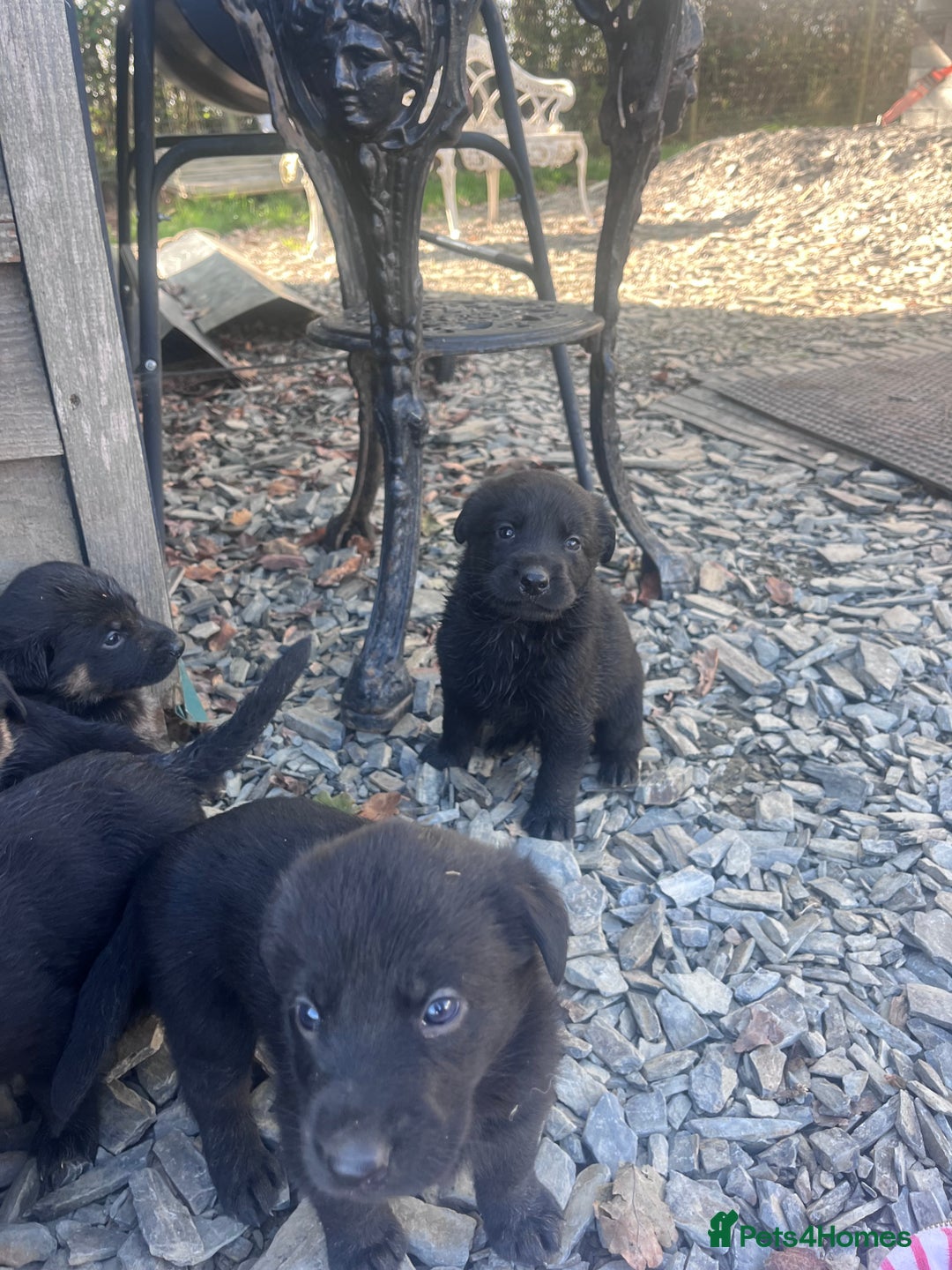 Labrador Retriever dogs for sale: Incredible repeat mating  - Image 19
