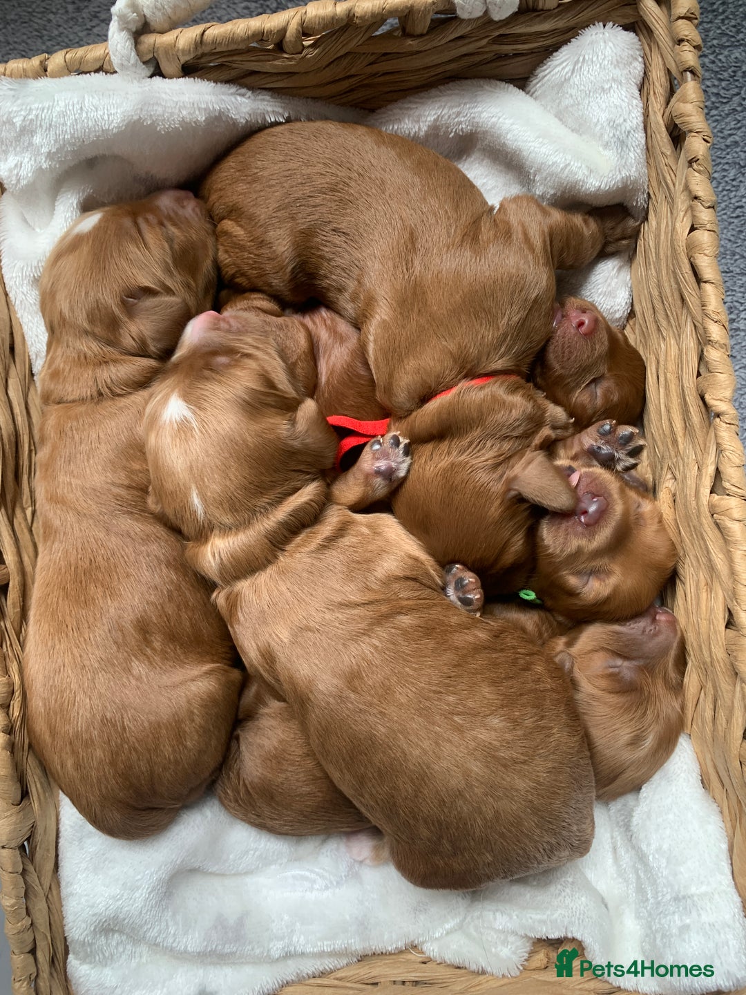 Cockapoo dogs for sale: 3 Stunning Dark Red Cockapoo Puppies - Image 22