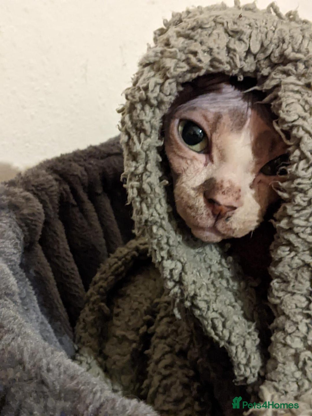 Sphynx cats for sale: Elf Sphinx  - Image 6