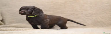Cocker Spaniel 4