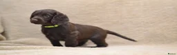 Cocker Spaniel dogs for sale: Chocolate Cocker Spaniel Puppies - Advert 13