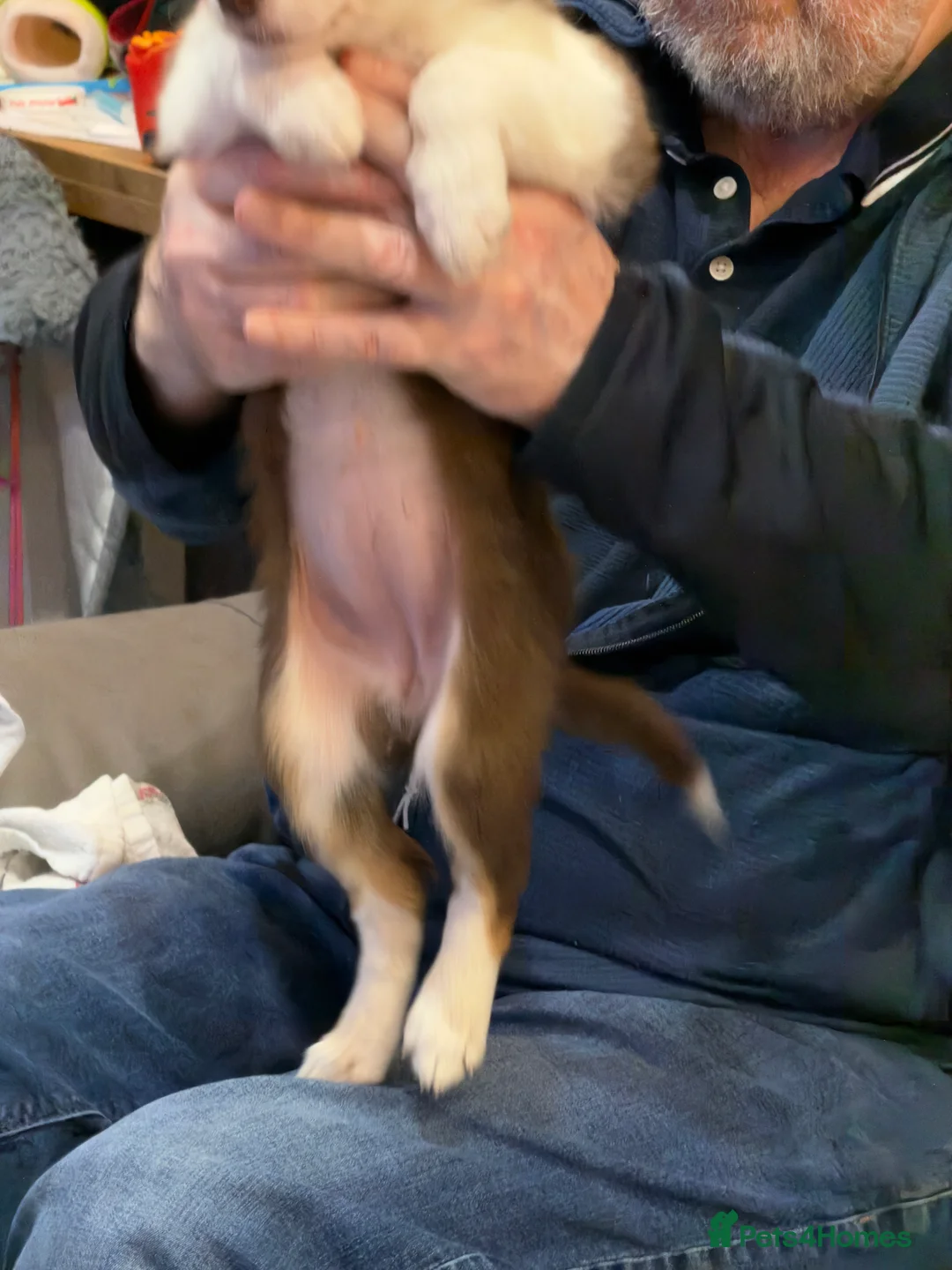 Mixed Breed dogs for sale: Stunning Border Collie Cross Puppies Family Raised - Advert 24