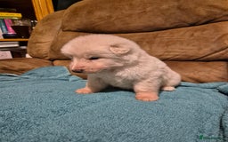German Shepherd dogs for sale: KC German Shepherd Puppies Blue, White & Black/Tan - Image 25