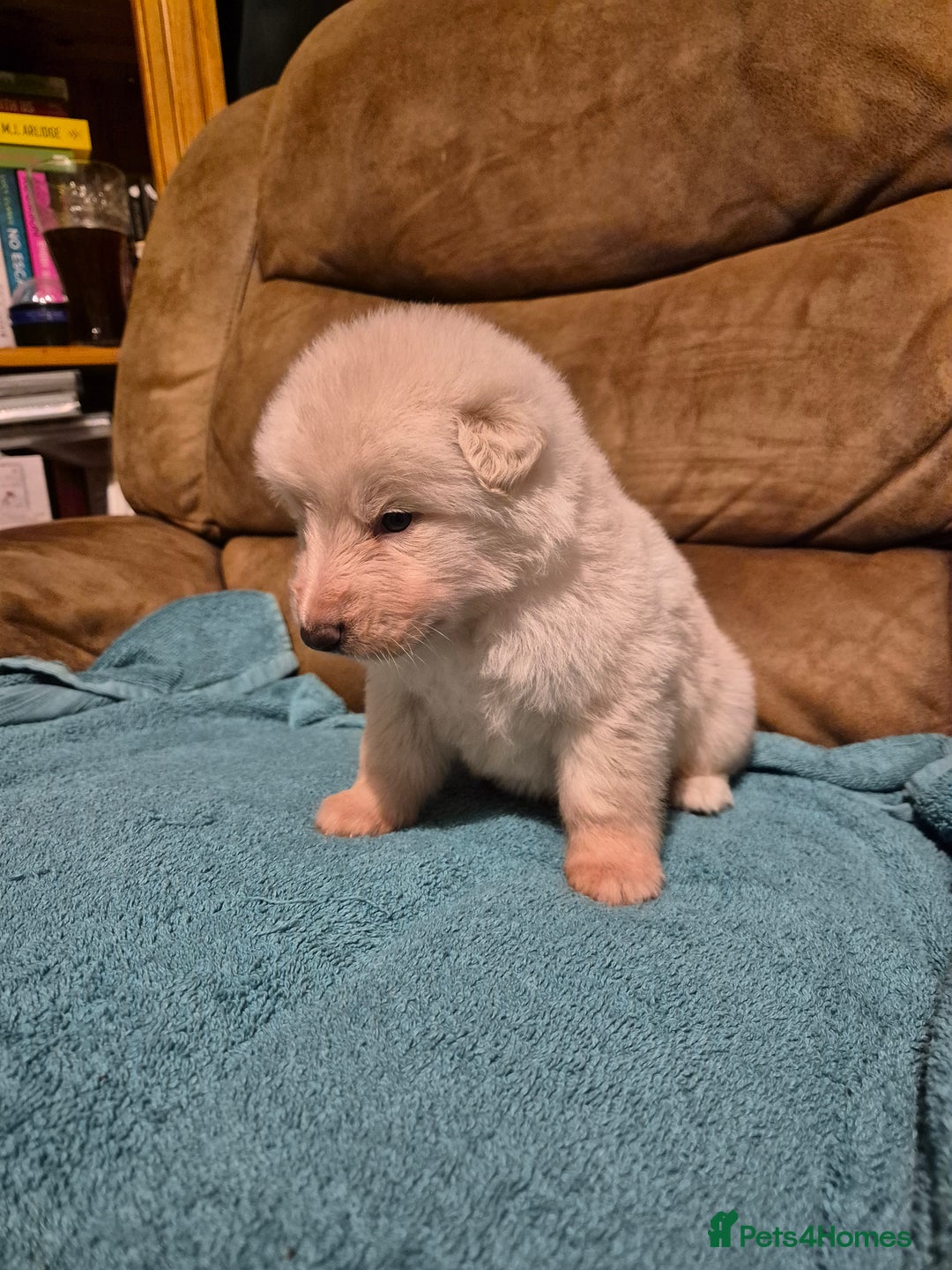German Shepherd dogs for sale: KC German Shepherd Puppies Blue, White & Black/Tan - Image 25