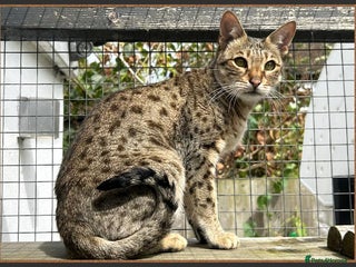 Savannah cats Beautiful F6 SBT Brown spotted Savannah Betty - Advert 1