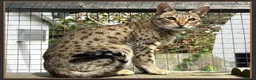 Savannah cats for sale: Beautiful F6 SBT Brown spotted Savannah Betty - Advert 3