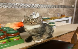 Mixed Breed cats for sale: Mocha  - Image 3