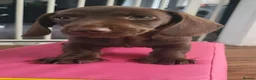 Dachshund dogs for sale: Dachschund puppies - Advert 2