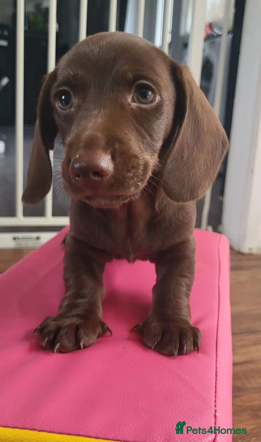 Dachshund dogs for sale: Dachschund puppies - Advert 2