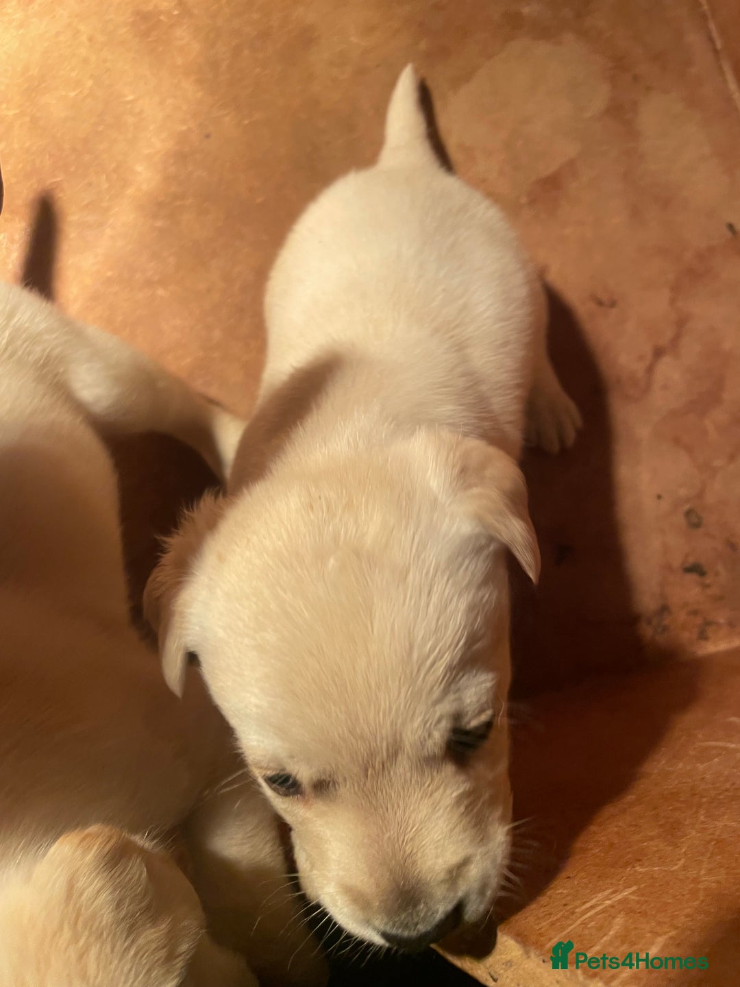 Labrador Retriever dogs for sale: Labrador pups - Image 7