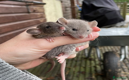 Rat rodents for sale: Lovely Fancy Rat Babies 🐀 - Image 2