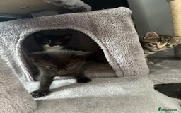 Domestic Shorthair cats for sale: kittens for sale ‼️❗️‼️❗️ - Image 5