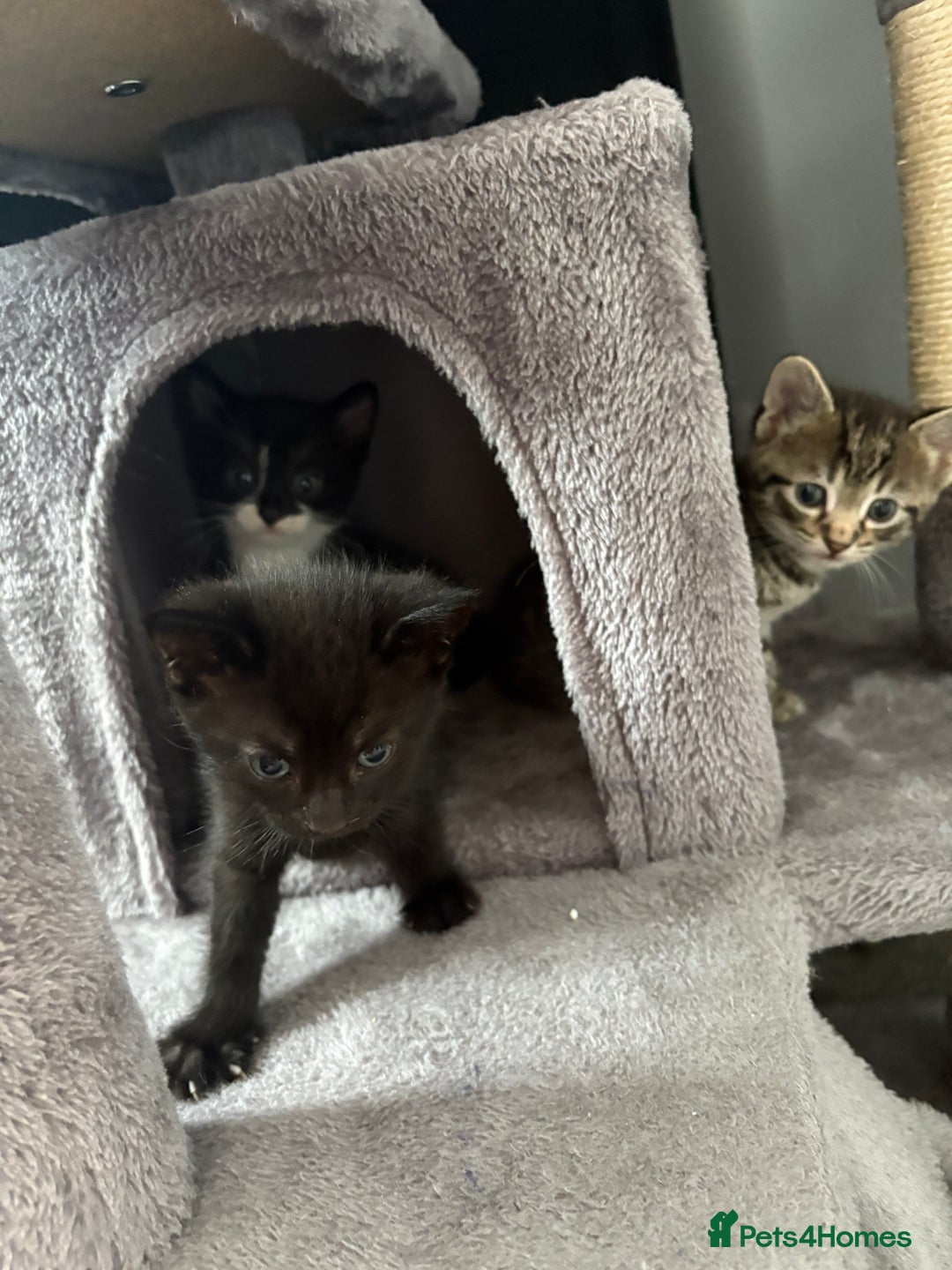 Domestic Shorthair cats for sale: kittens for sale ‼️❗️‼️❗️ - Image 5