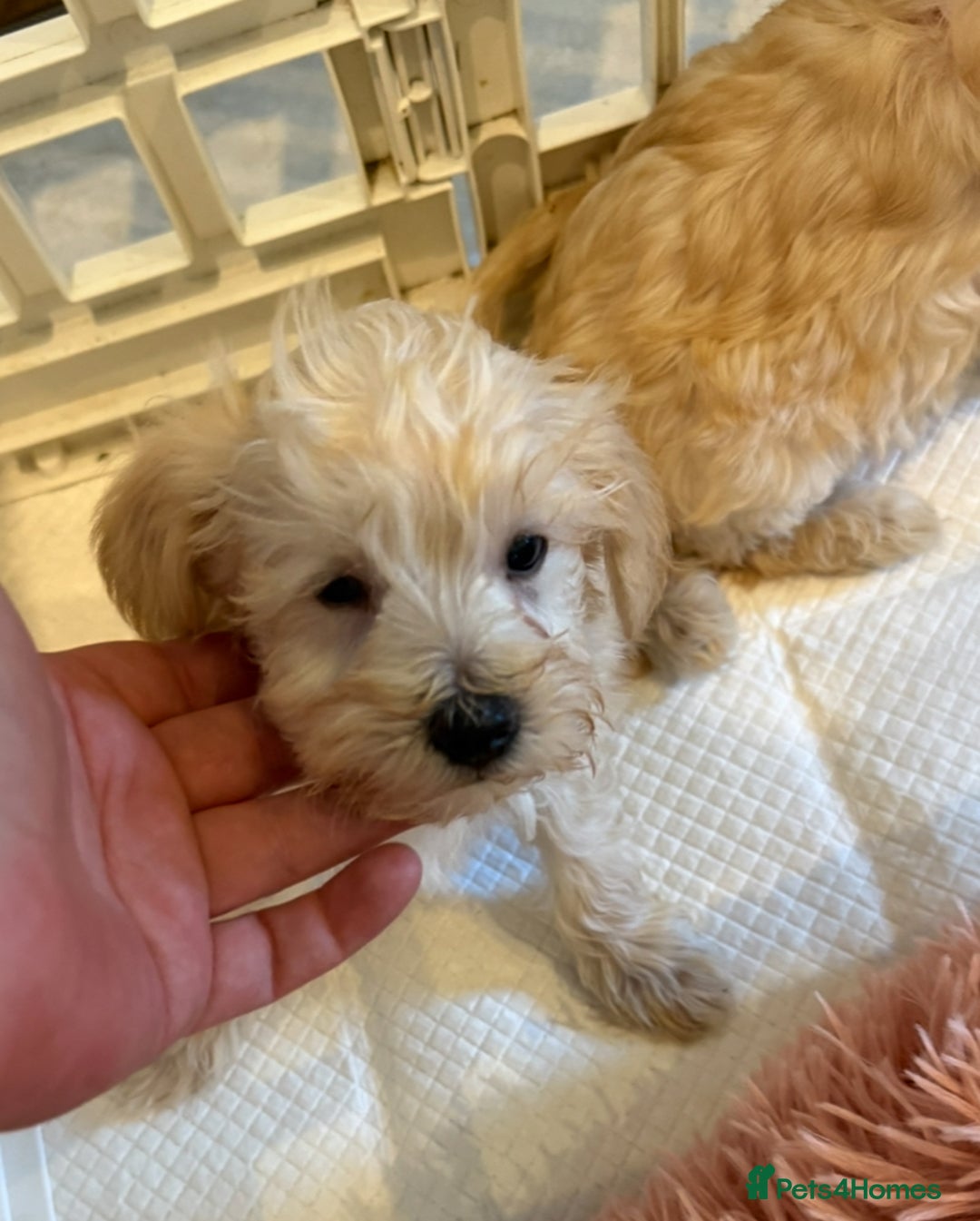 Mixed Breed dogs for sale: Toy/Mini Schnoodle Puppies  - Advert 11