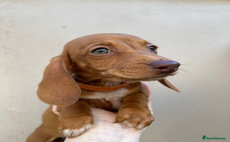 Dachshund dogs - Advert 1