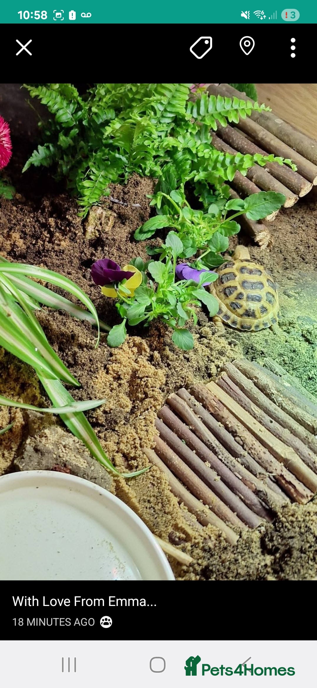 Tortoise reptiles for sale: Horsefield tortoise 🐢  - Image 5