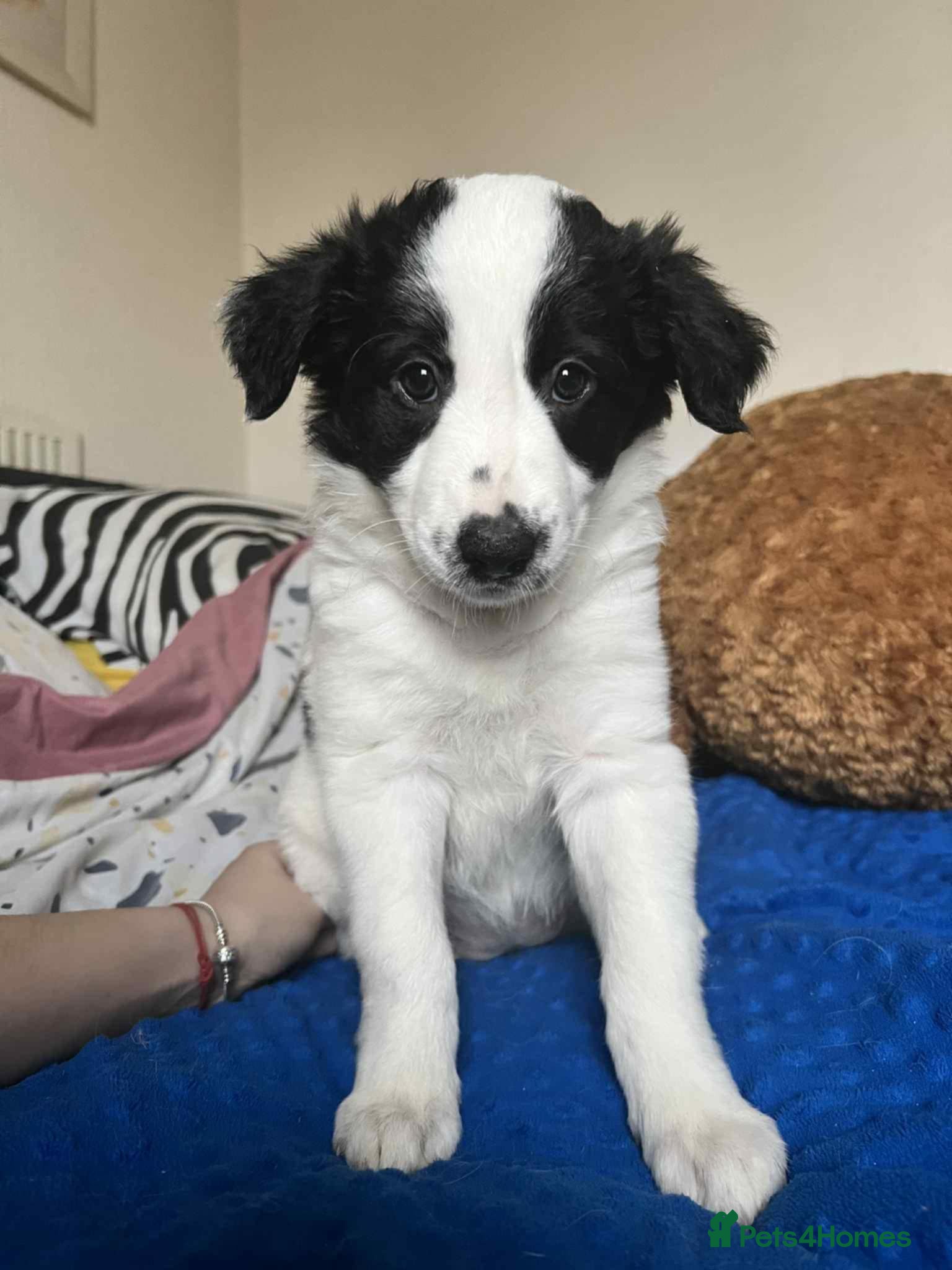 Border Collie dogs Border collie  puppies - Advert 12