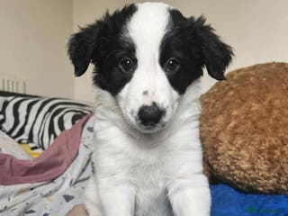 Border Collie dogs Border collie puppies - Advert 15