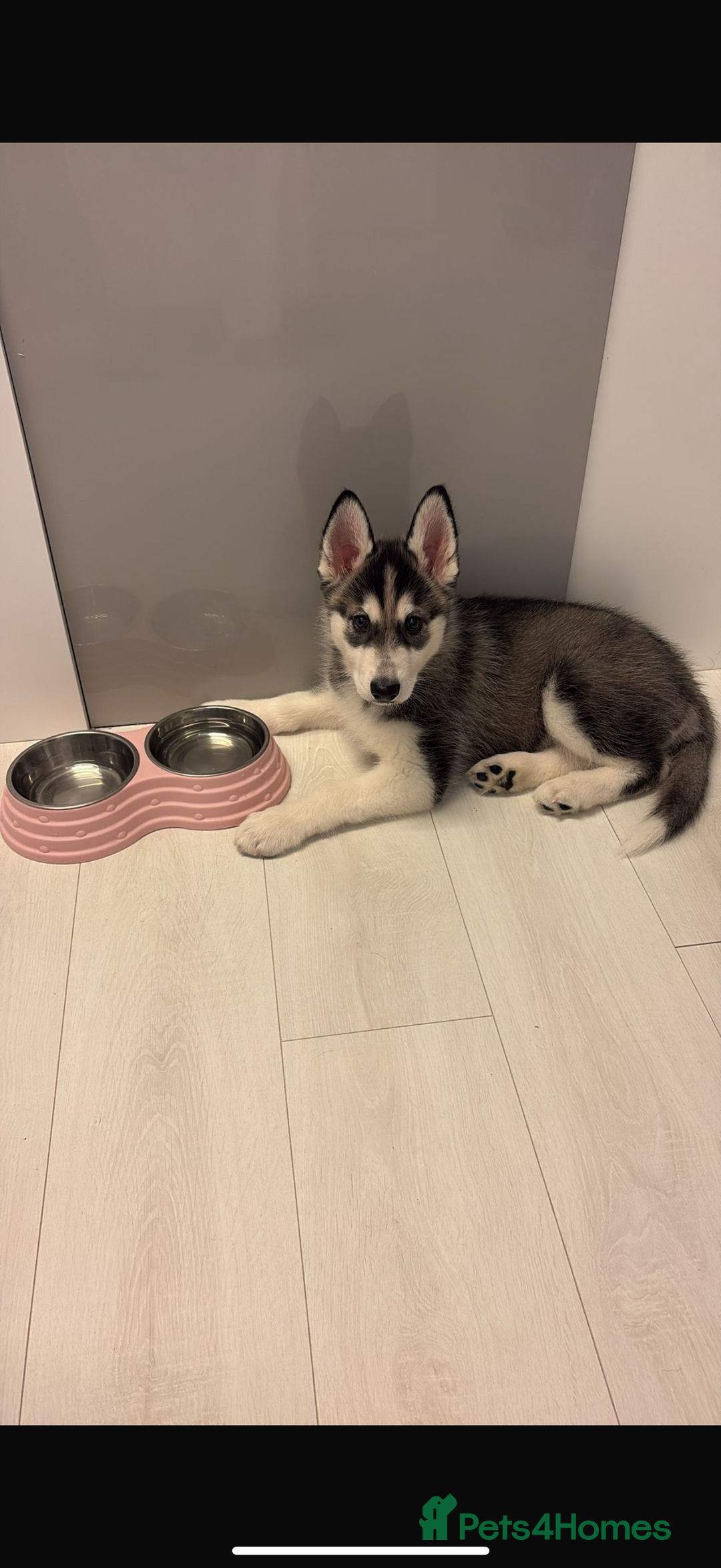 Siberian Husky dogs for sale: Siberian husky 2 month puppy - Advert 5
