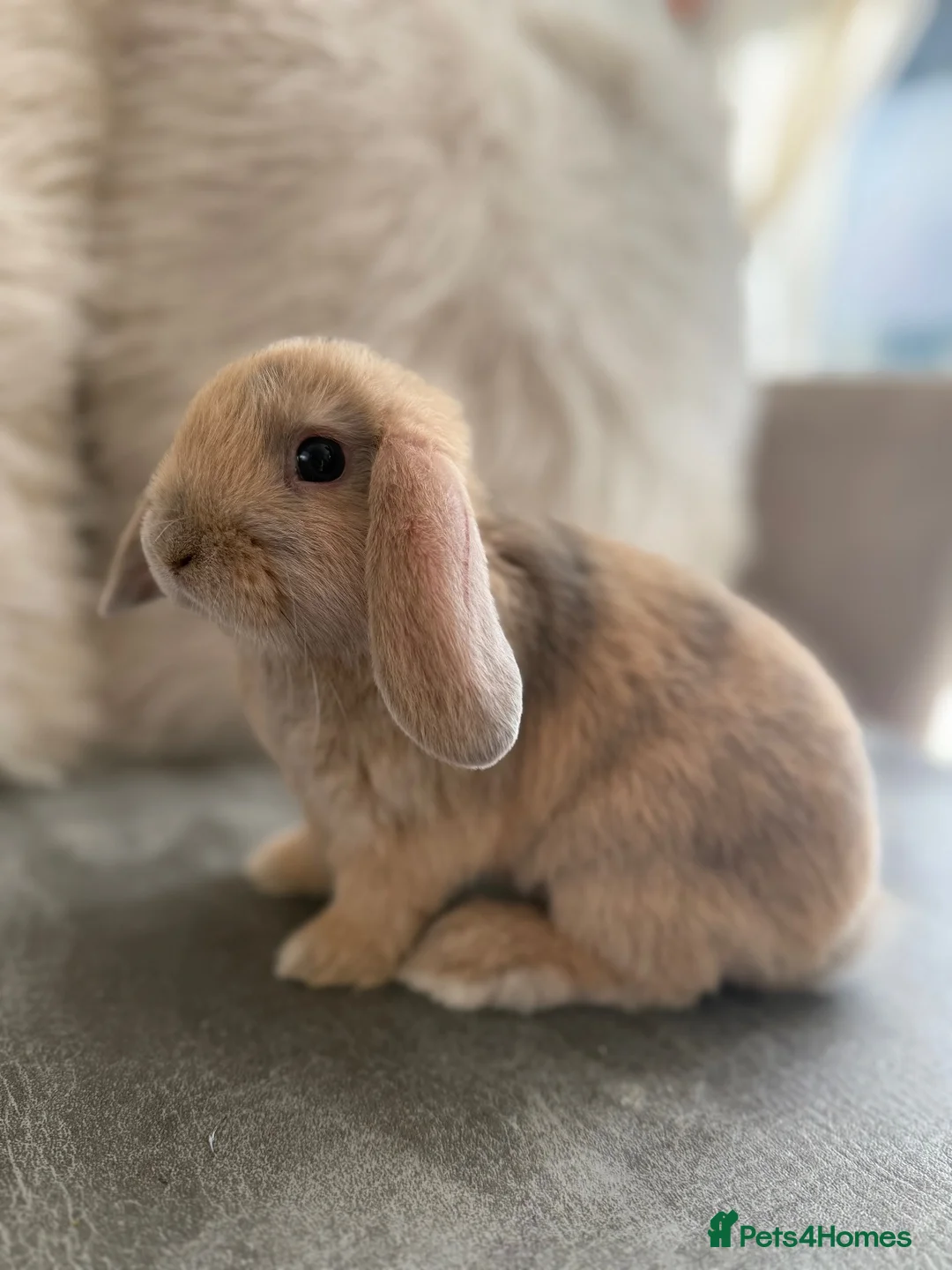Mini Lop rabbits for sale: Lovely Mini Lops  - Advert 2