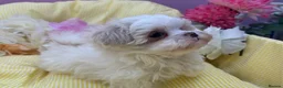 Maltipoo dogs for sale: Adorable Maltipoo Puppies Puppies available - Advert 3