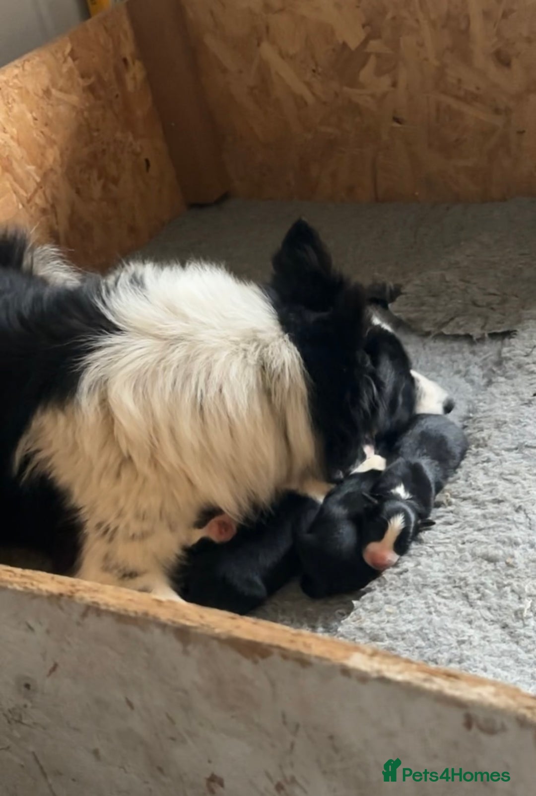 Border Collie dogs for sale: Border collie puppies - Image 7