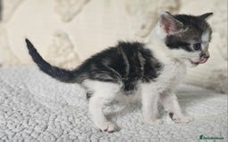 Persian cats for sale: PersianXTortoiseshell Crossbreed Kittens - Image 28