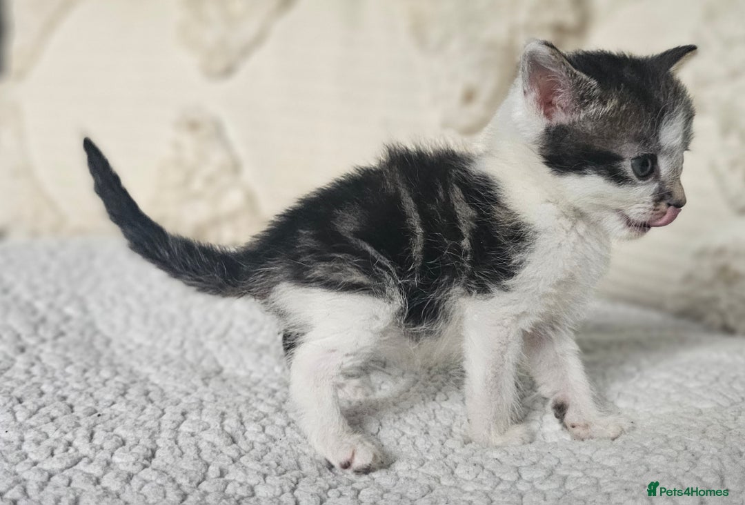 Persian cats for sale: PersianXTortoiseshell Crossbreed Kittens - Image 28