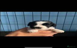 Cocker Spaniel dogs for sale: Beautiful cocker spaniels  - Image 9