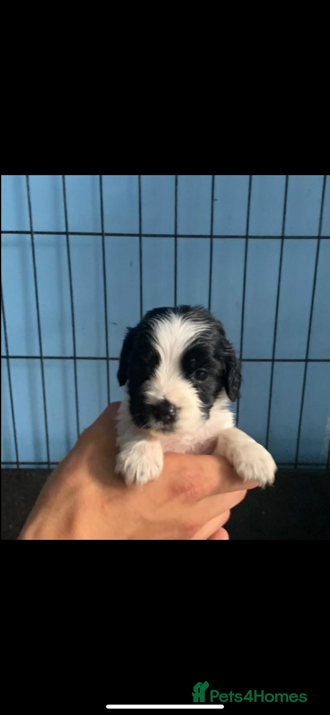 Cocker Spaniel dogs for sale: Beautiful cocker spaniels  - Image 9