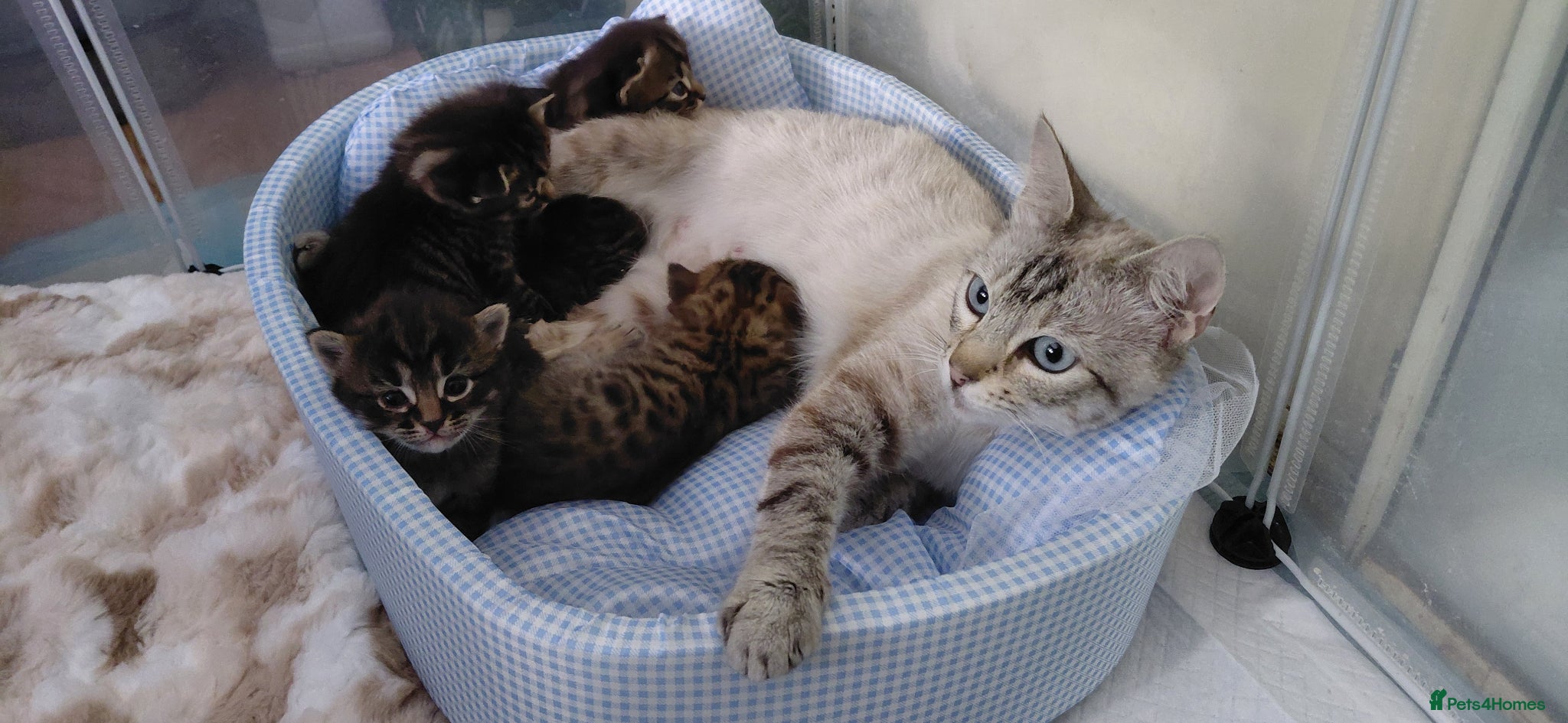 Bengal cats SnowBengal cross kittens  - Advert 2