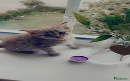 Bengal cats for sale: Beautiful Bengal kitten - Image 3