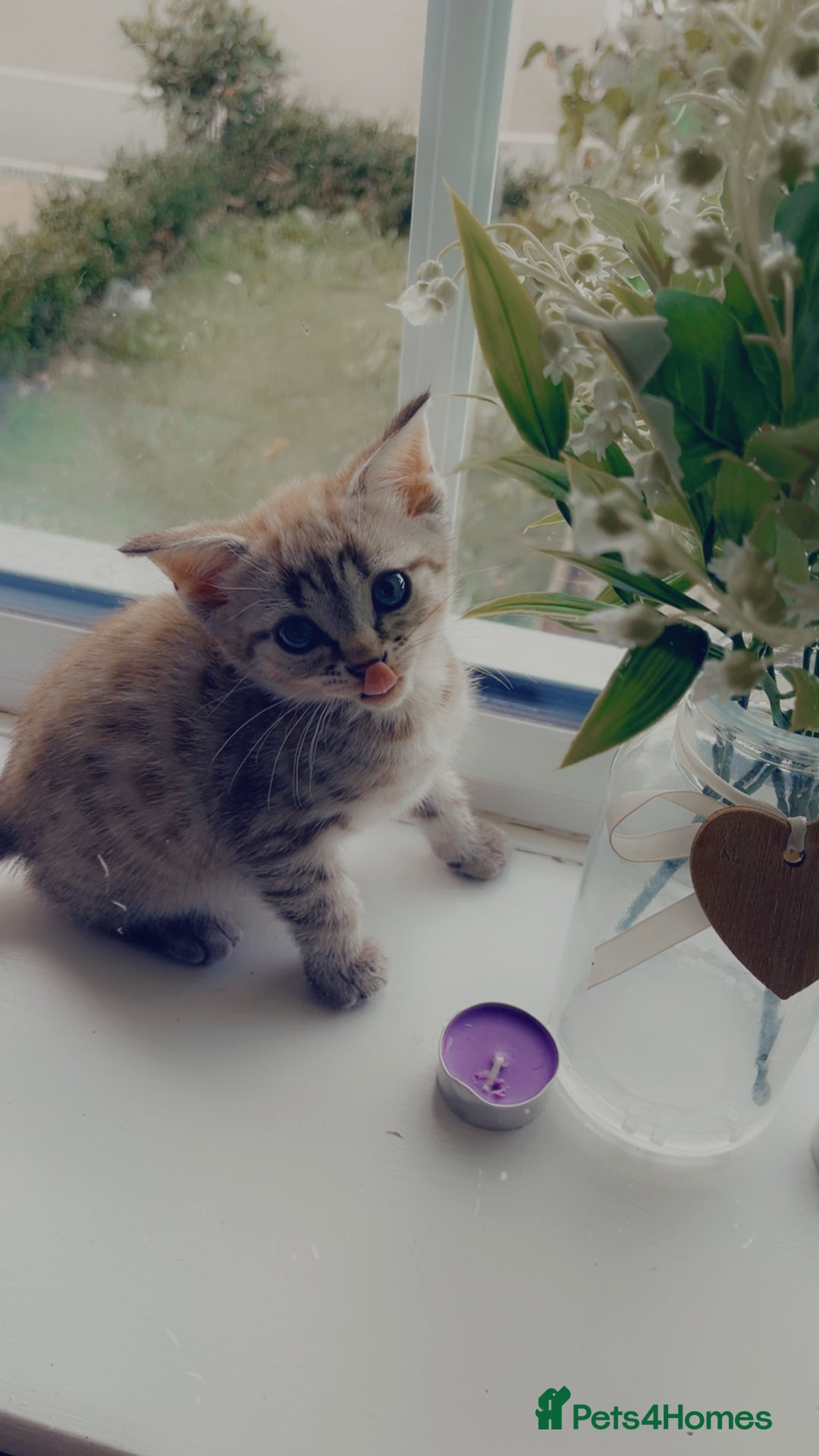 Bengal cats for sale: Beautiful Bengal kitten - Image 3