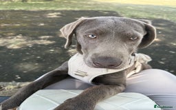 Labrador Retriever dogs for sale: 6month old Female Pure Lab - Image 6
