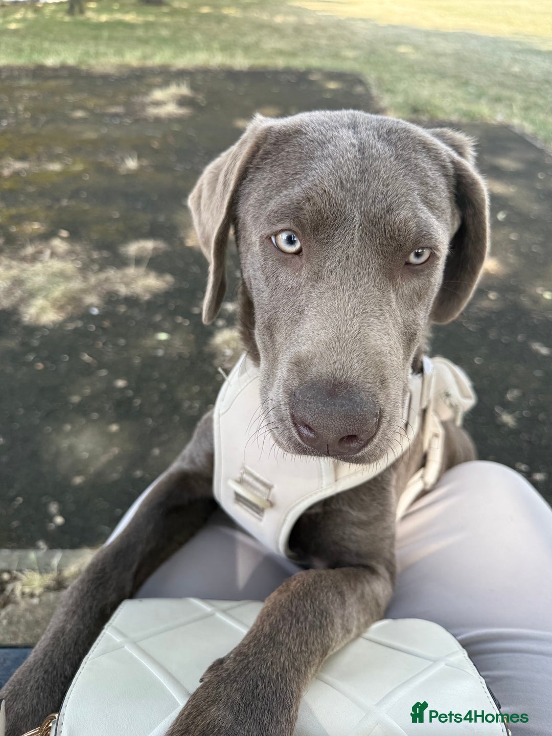 Labrador Retriever dogs for sale: 6month old Female Pure Lab - Image 6