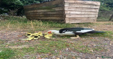 Ducks poultry - Advert 5