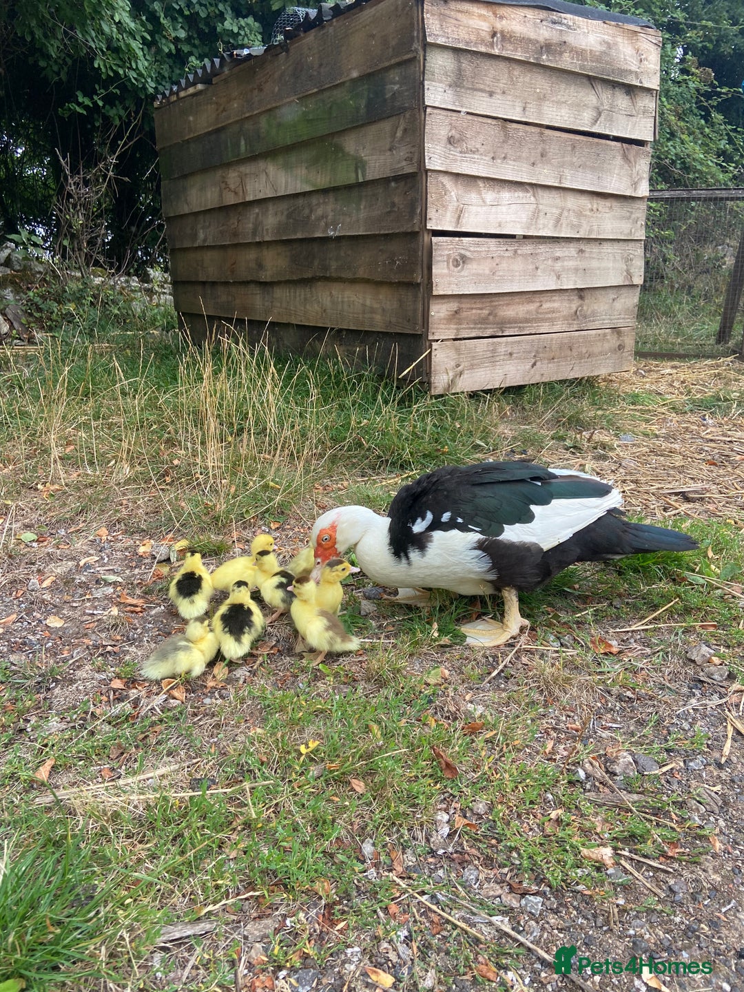 Ducks poultry for sale: Muscovy duck with 8 ducklings  - Image 2