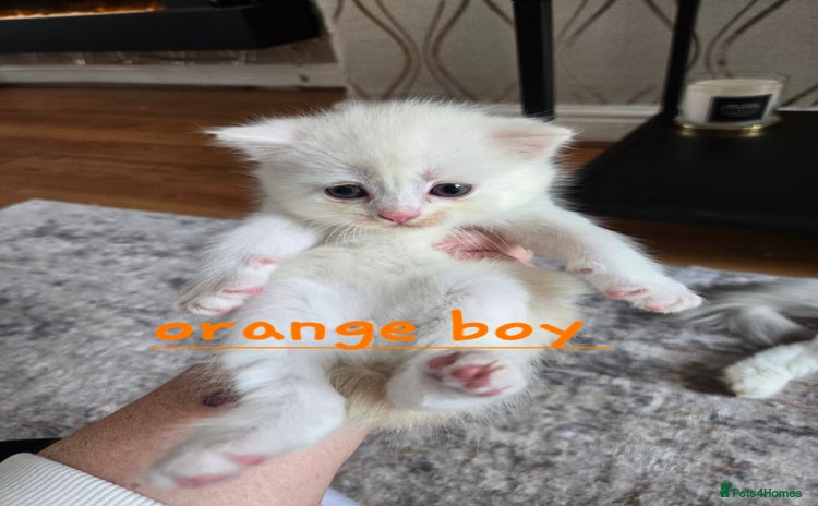 Persian cats - Advert 2