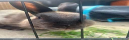 Netherland Dwarf rabbits for sale: Netherland dwarf Male 5 months old  - Advert 4