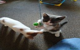 Mixed Breed cats for sale: 2 beautiful female lovely kittens and playfull - Image 26