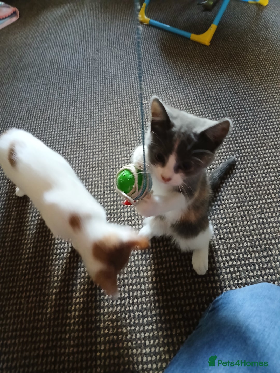 Mixed Breed cats for sale: 2 beautiful female lovely kittens and playfull - Image 26