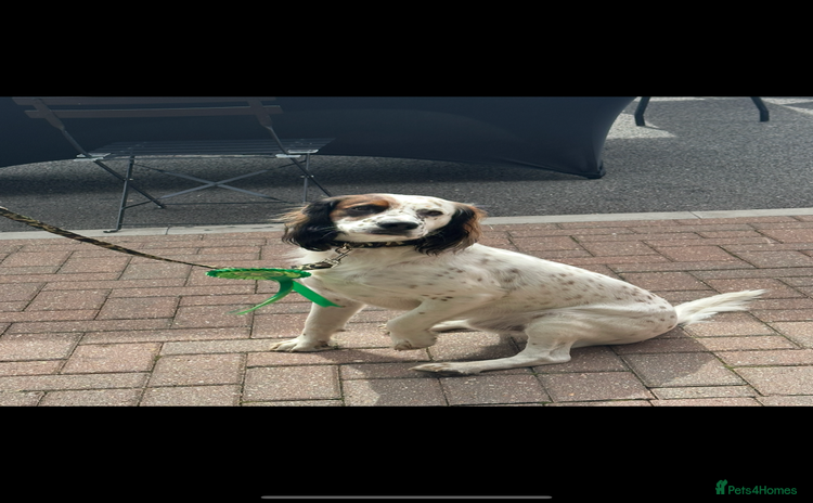 Mixed Breed dogs - Advert 8