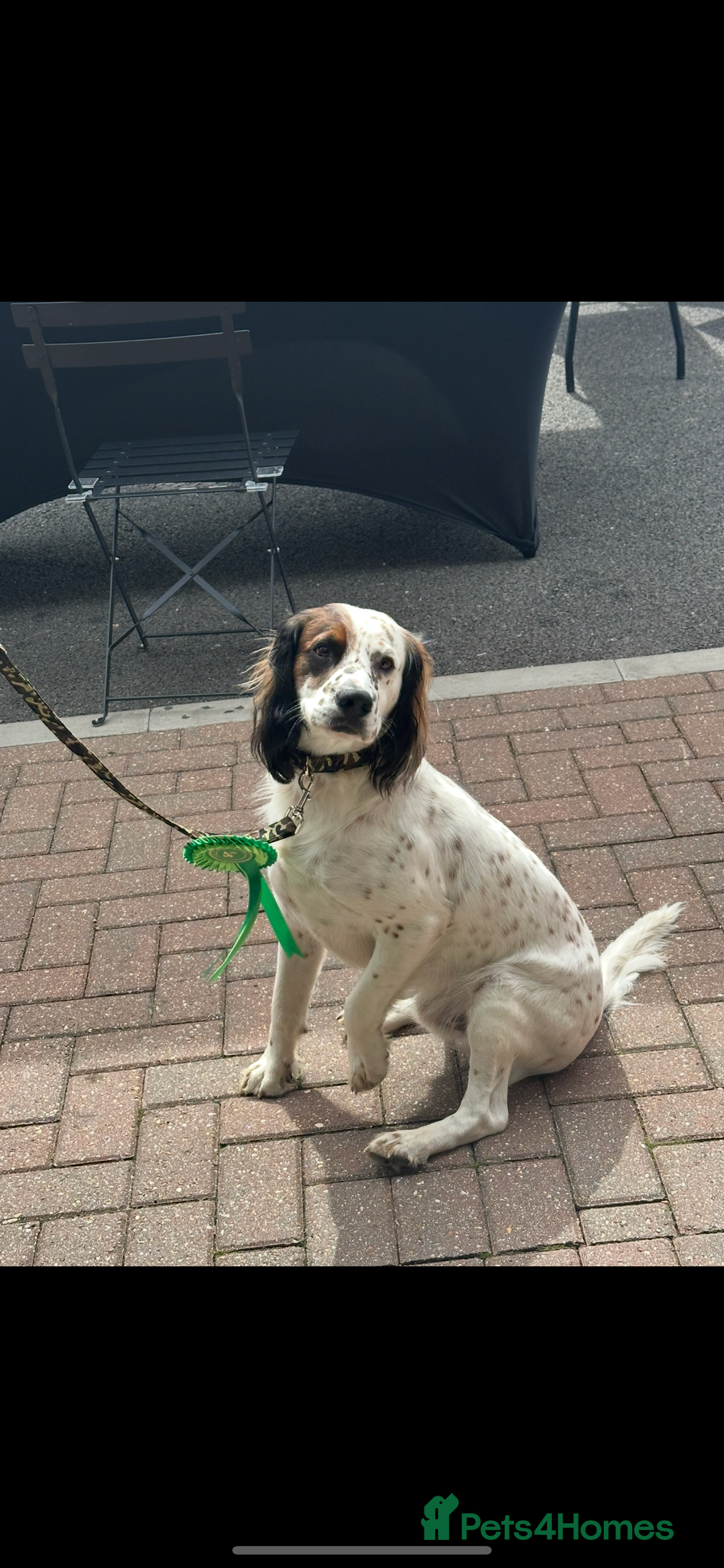Mixed Breed dogs for sale: Patterdale X cocker spaniel  - Image 1
