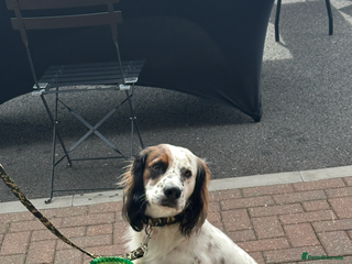 Mixed Breed dogs - Advert 8