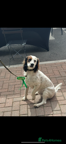Mixed Breed dogs - Advert 13
