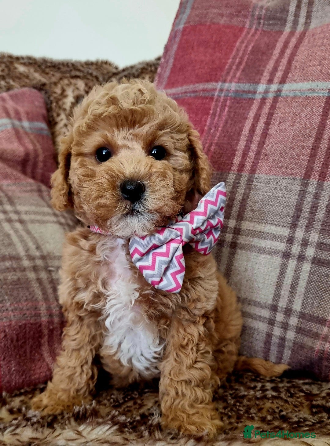 Maltipoo dogs 🩷 LAST GIRL HYPOALLERGENIC TEDDY BEAR 🐻  - Advert 2